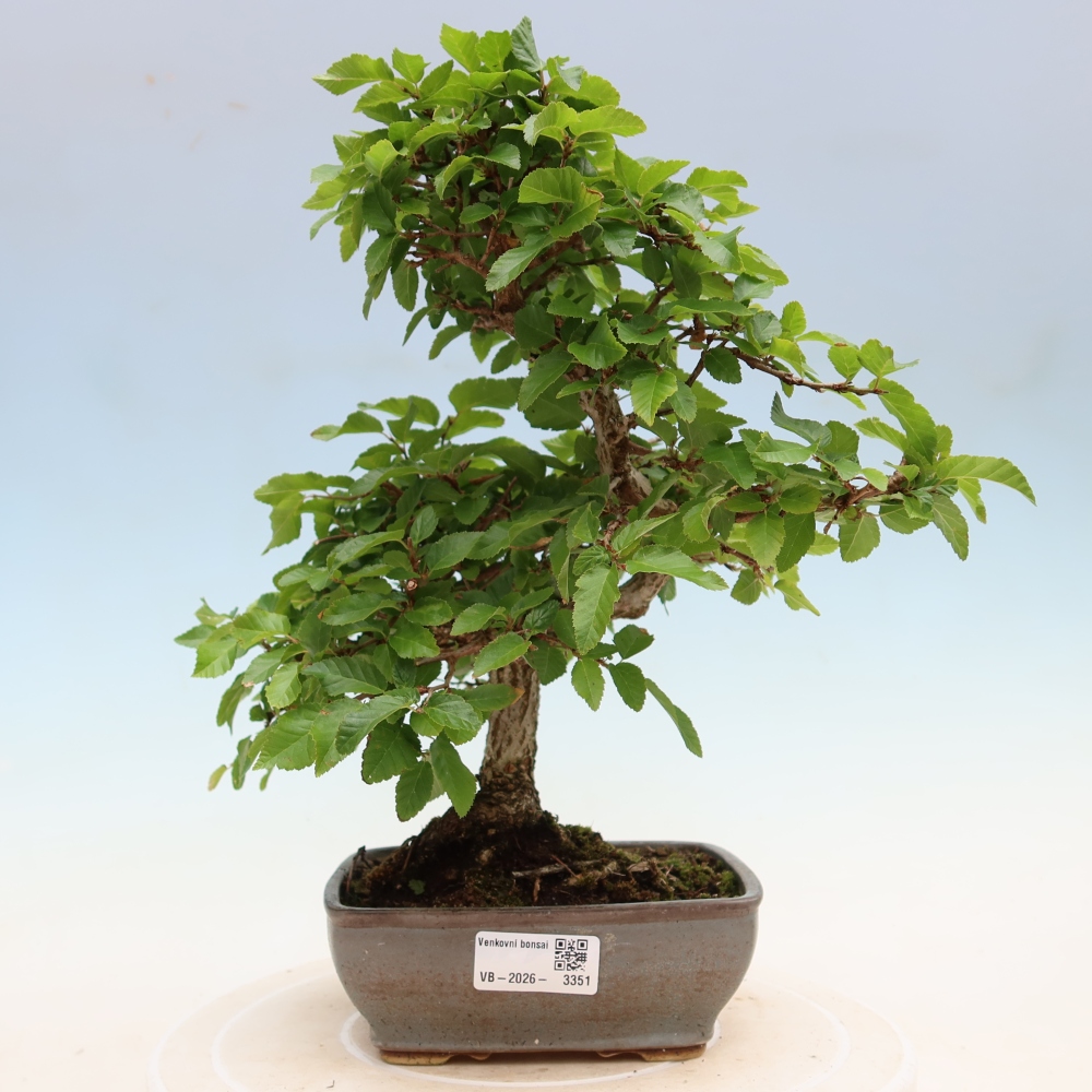 Bonsai voor buiten -Carpinus Coreana - Koreaanse haagbeuk