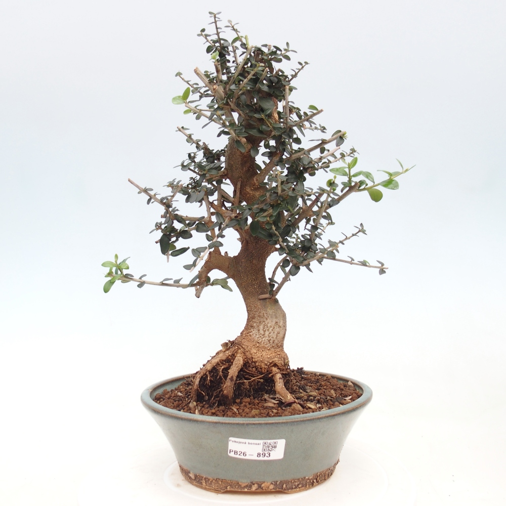 Bonsai voor binnen - Olea europaea sylvestris