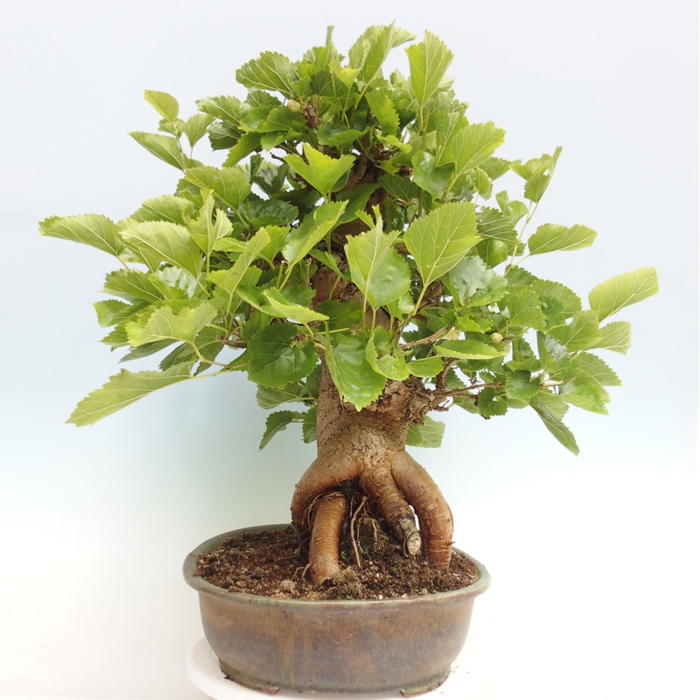 Bonsai voor buiten -Morus alba - moerbei