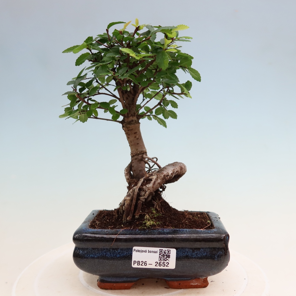 Kamerbonsai - Ulmus parvifolia - Winteriep