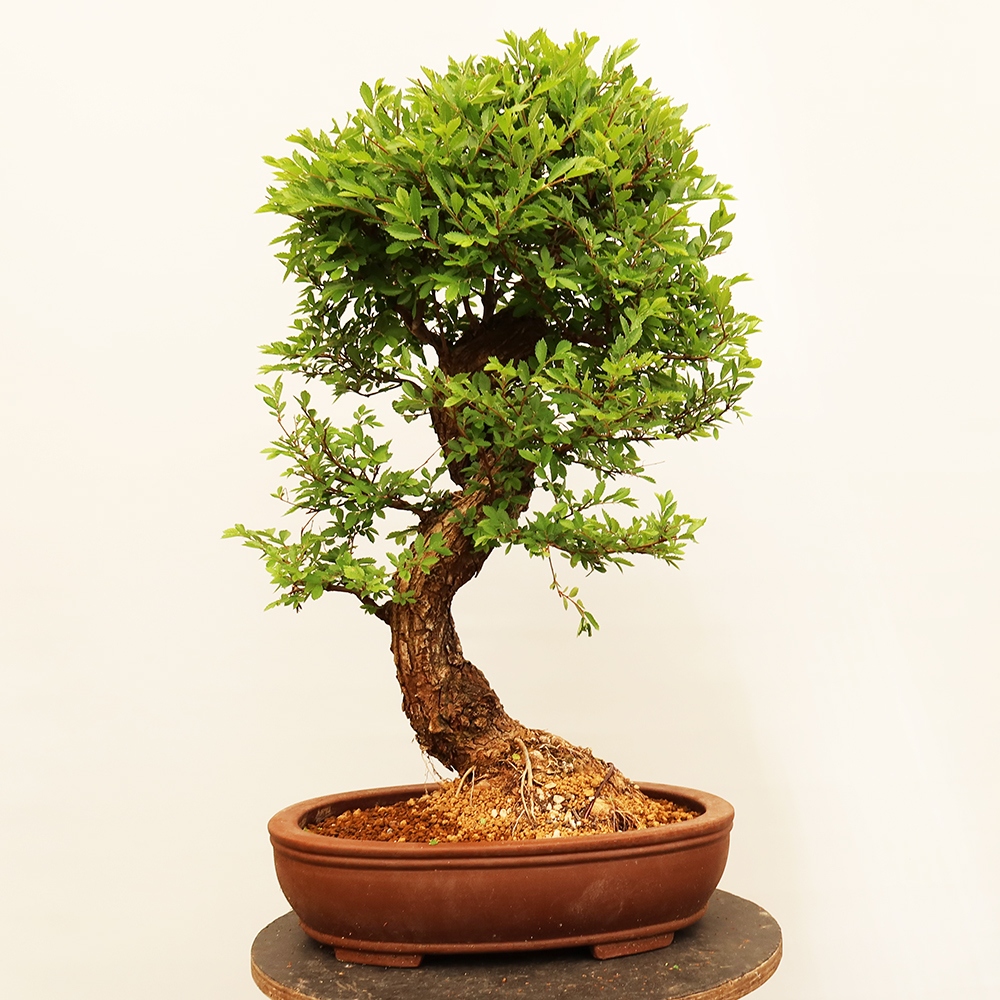 Bonsai voor buiten - Zelkova - Zelkova NIRE
