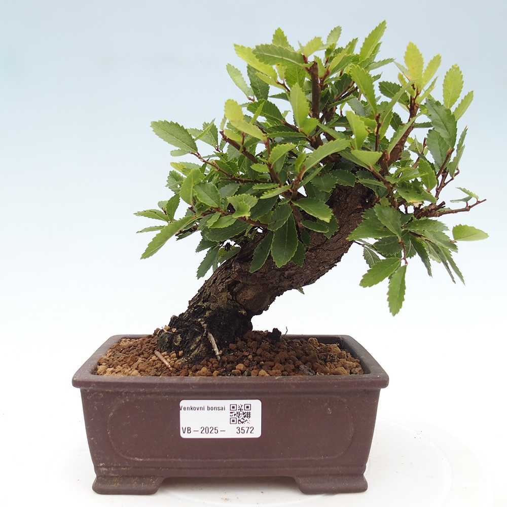 Bonsai voor buiten - Zelkova - Zelkova NIRE