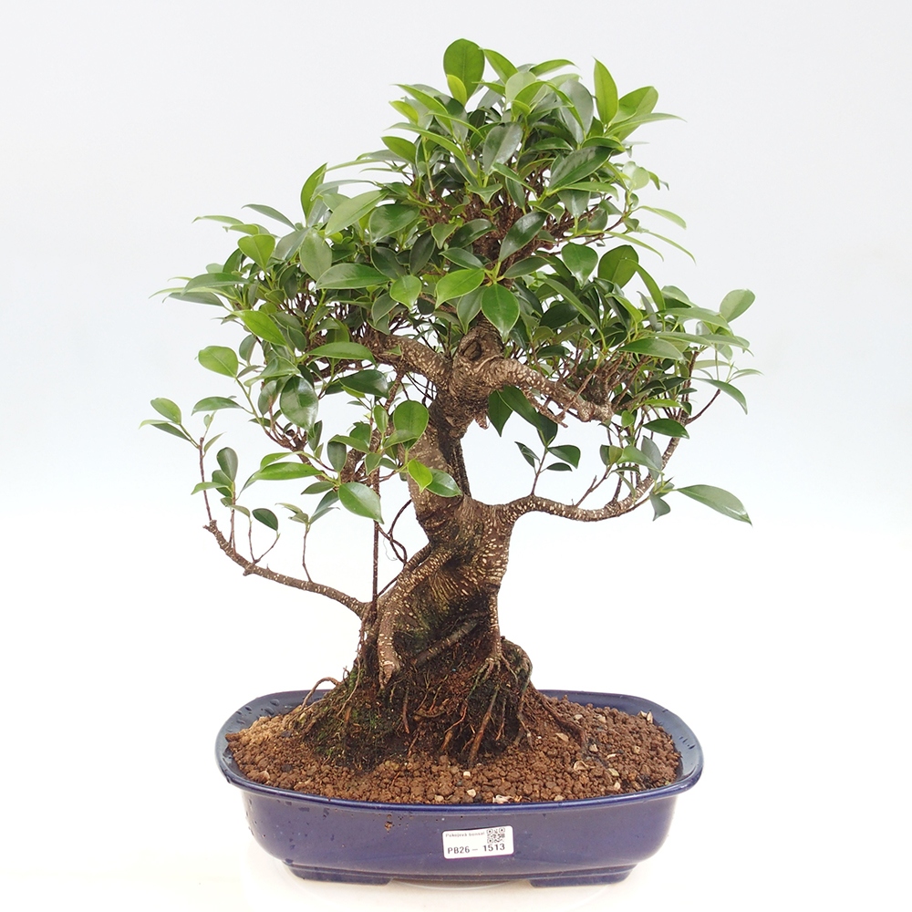 Kamerbonsai - Ficus kimmen - kleinbladige ficus