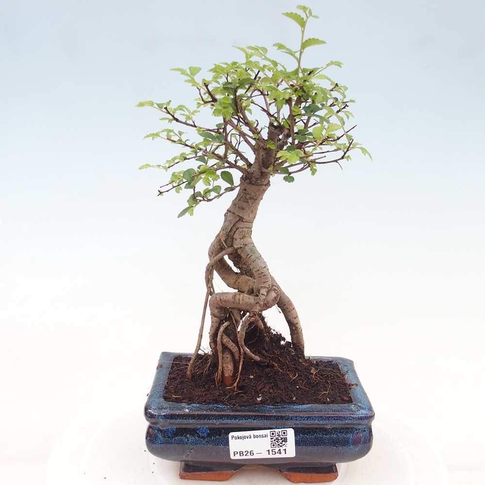 Kamerbonsai - Ulmus parvifolia - Winteriep