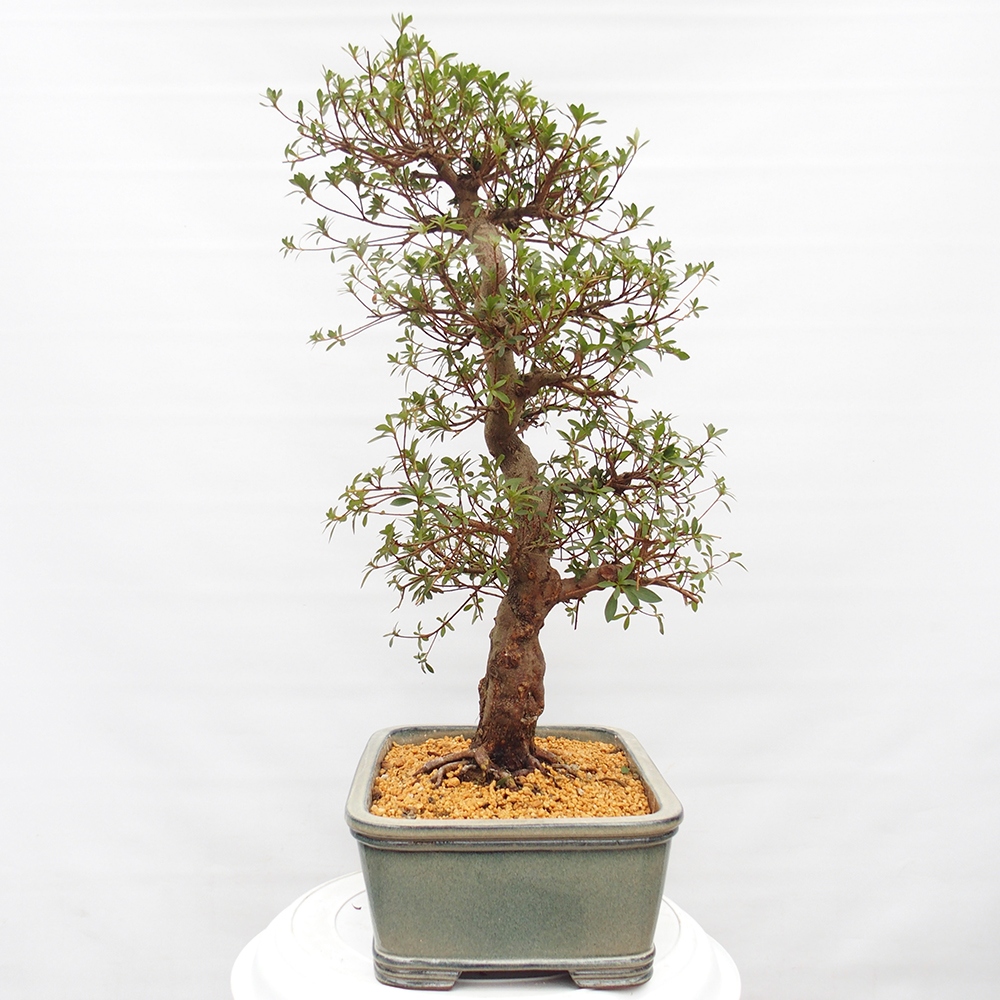 Bonsai voor buiten - Japanse azalea - Azalea satsuki