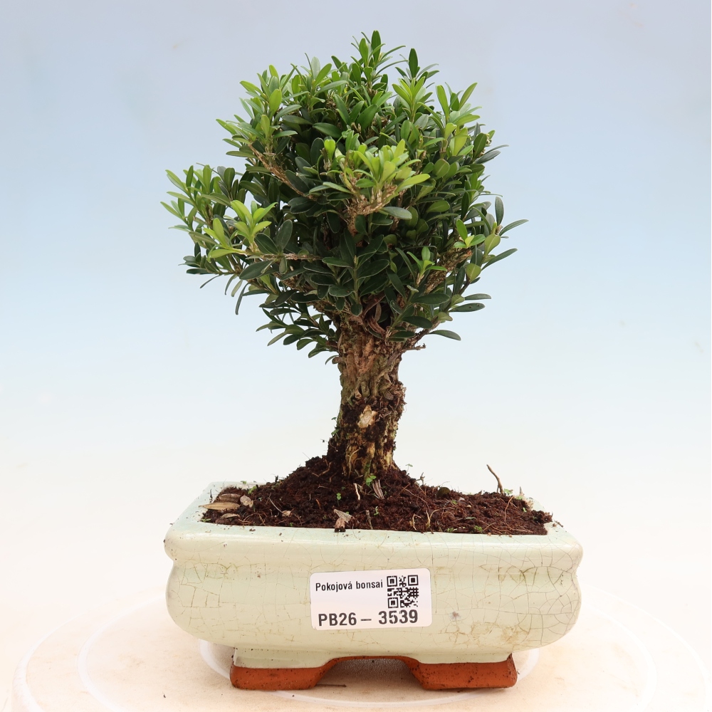 Kamerbonsai - Buxus harlandii - kurk buxus