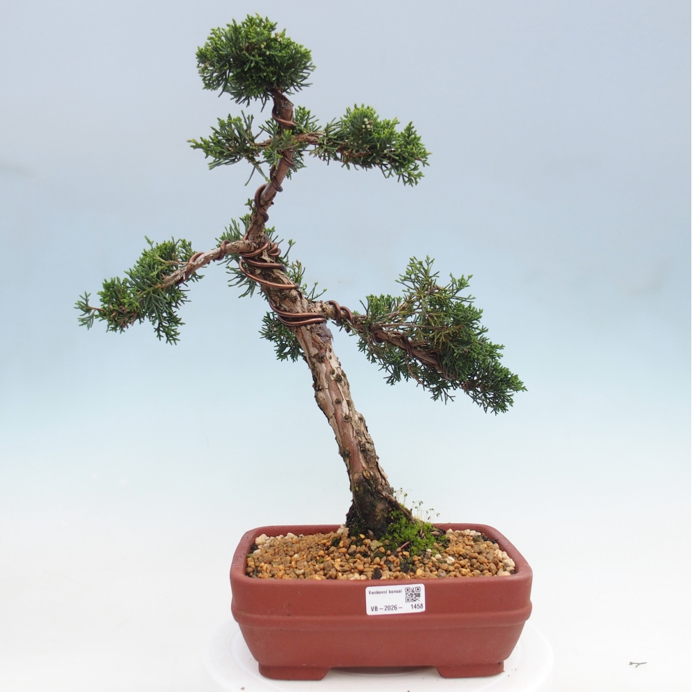 Bonsai voor buiten - Juniperus chinensis Kishu