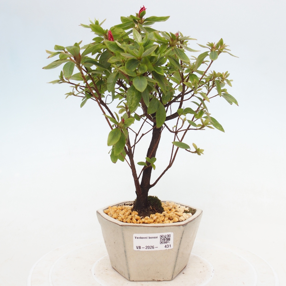 Bonsai voor buiten - Japanse azalea - Azalea sp.