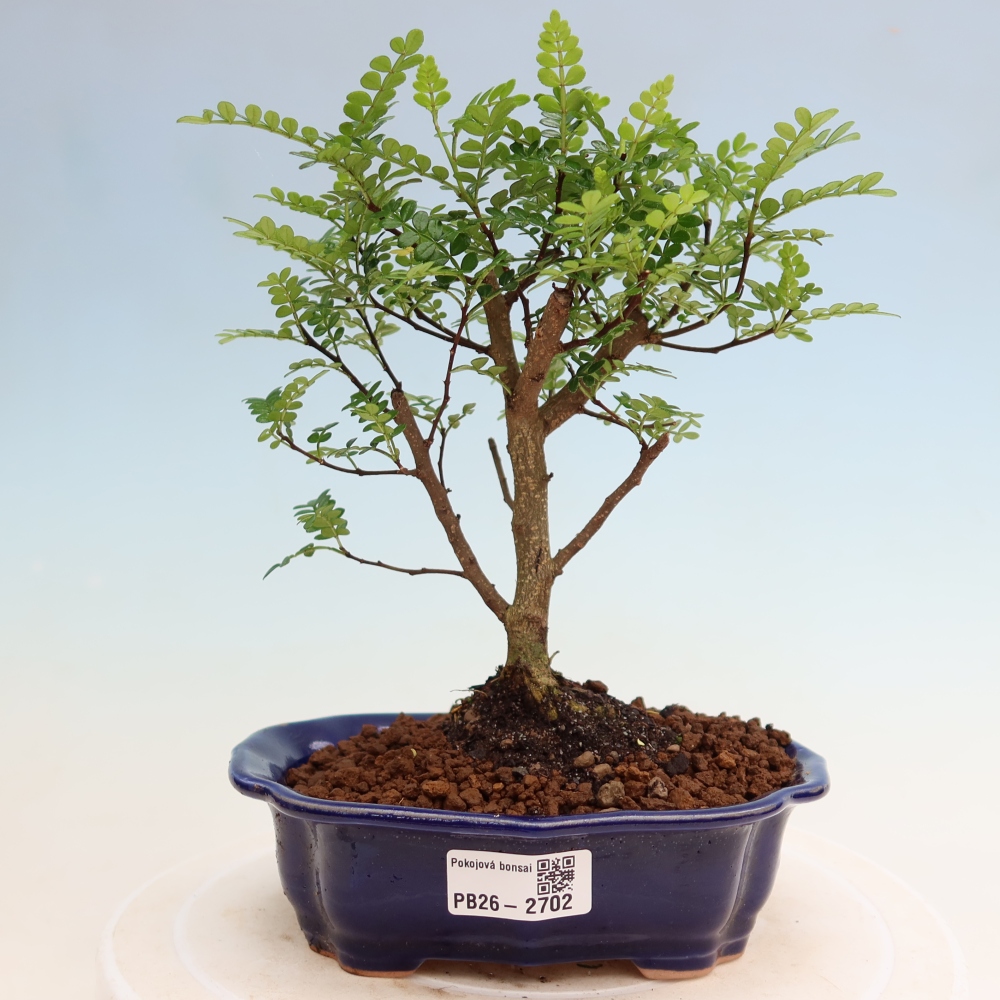 Kamerbonsai - Zantoxylum piperitum - peperboom