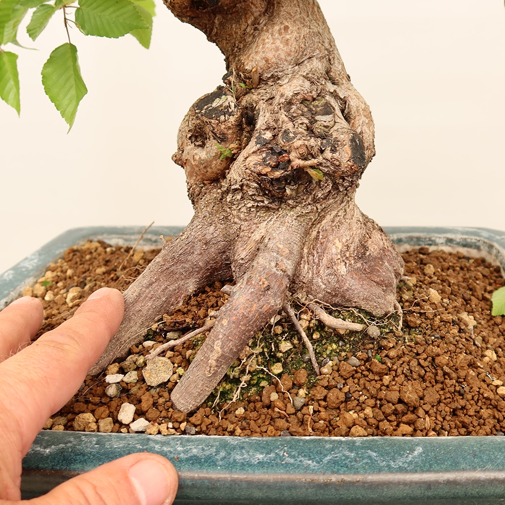 Bonsai voor buiten -Carpinus Coreana - Koreaanse haagbeuk