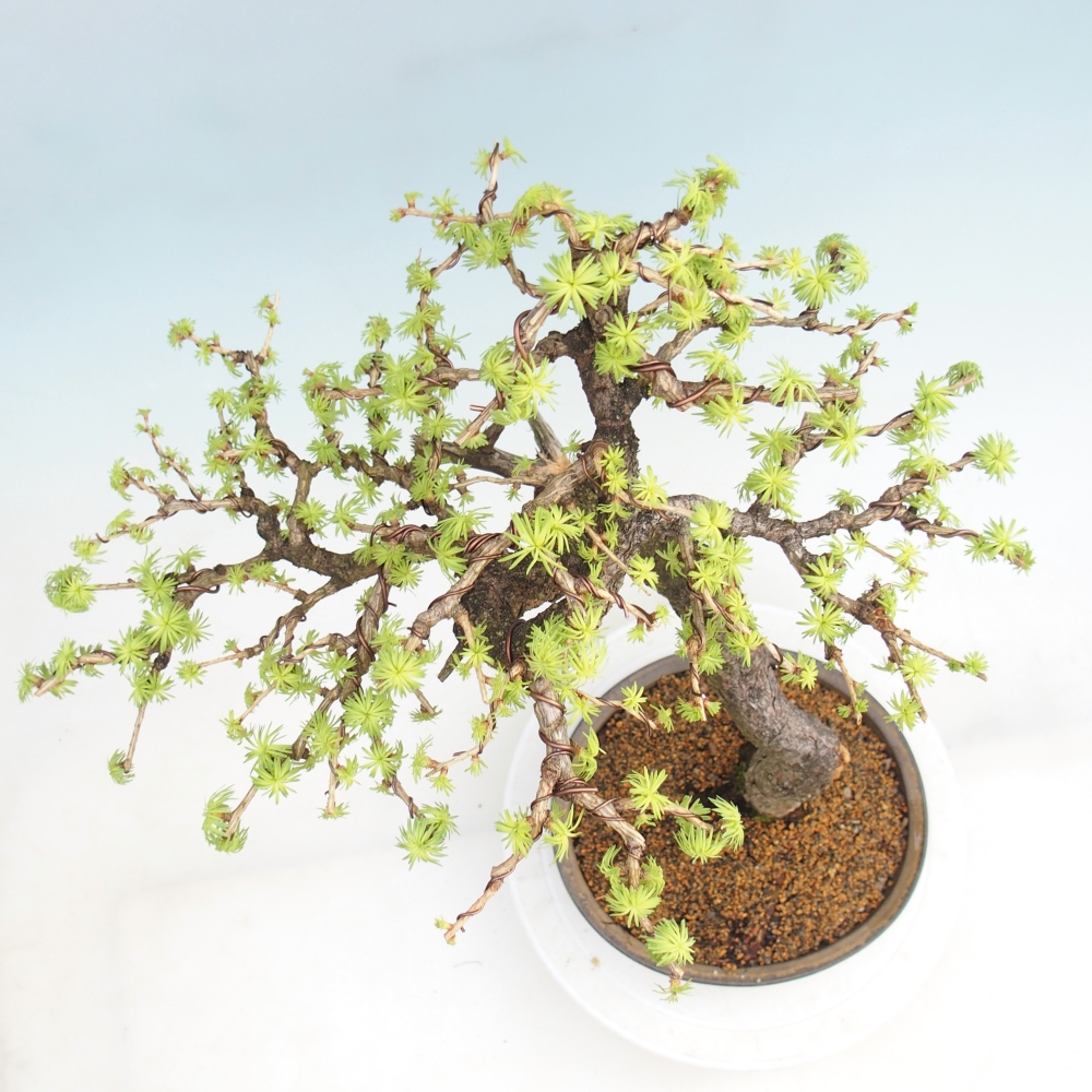 Bonsai voor buiten -Larix decidua - Lariks