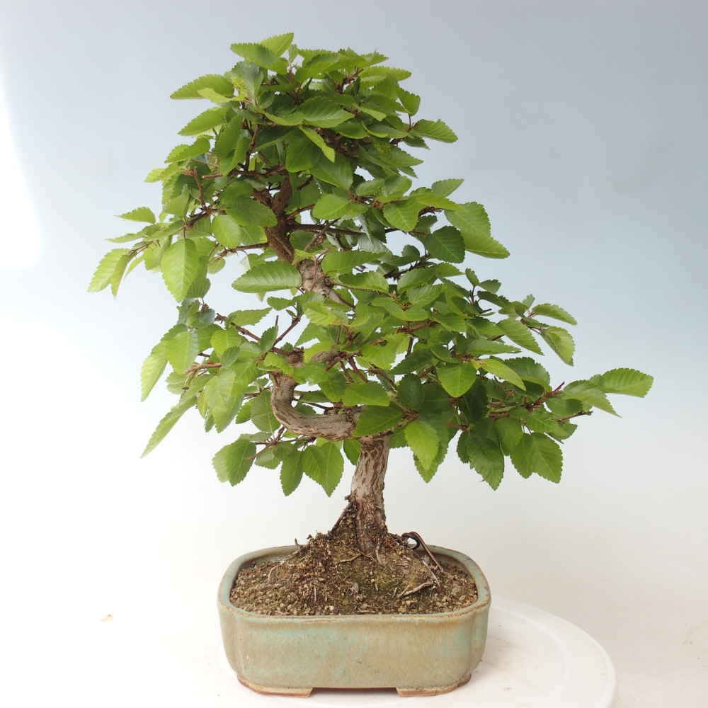 Bonsai voor buiten -Carpinus CARPINOIDES - Koreaanse haagbeuk