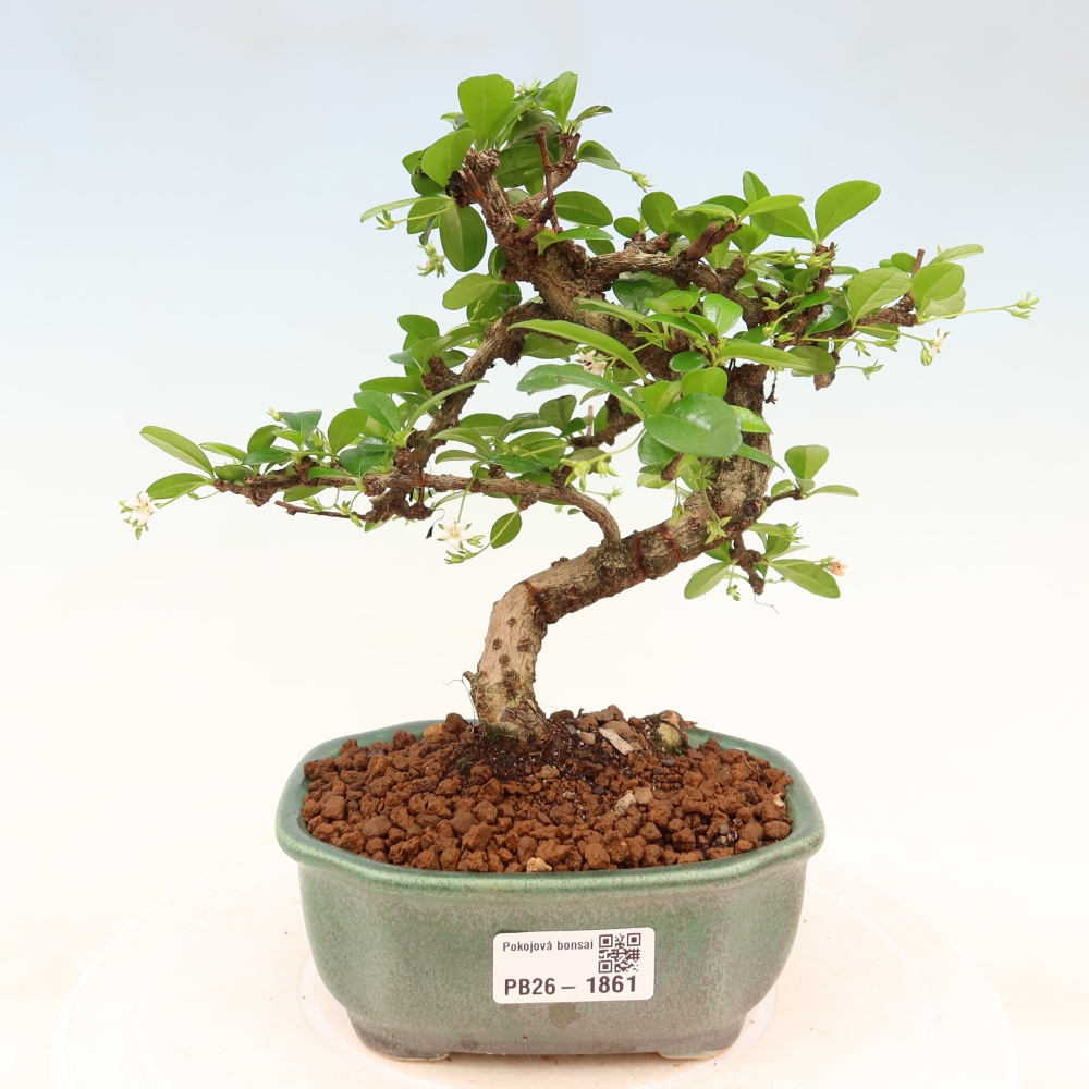 Kamerbonsai - Carmona macrophylla - Thee fuki