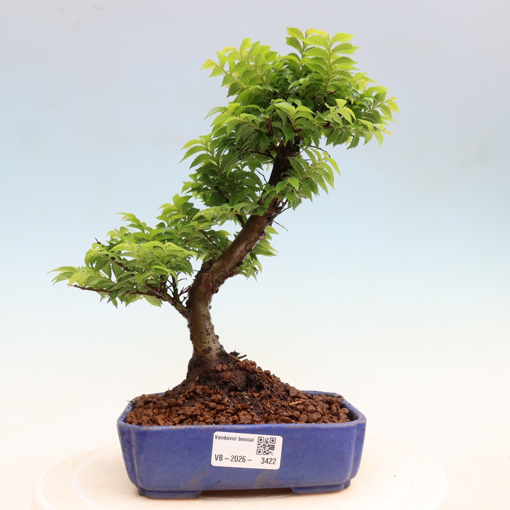 Buitenbonsai - Ulmus Jacqueline Hillier - Prachtige iep