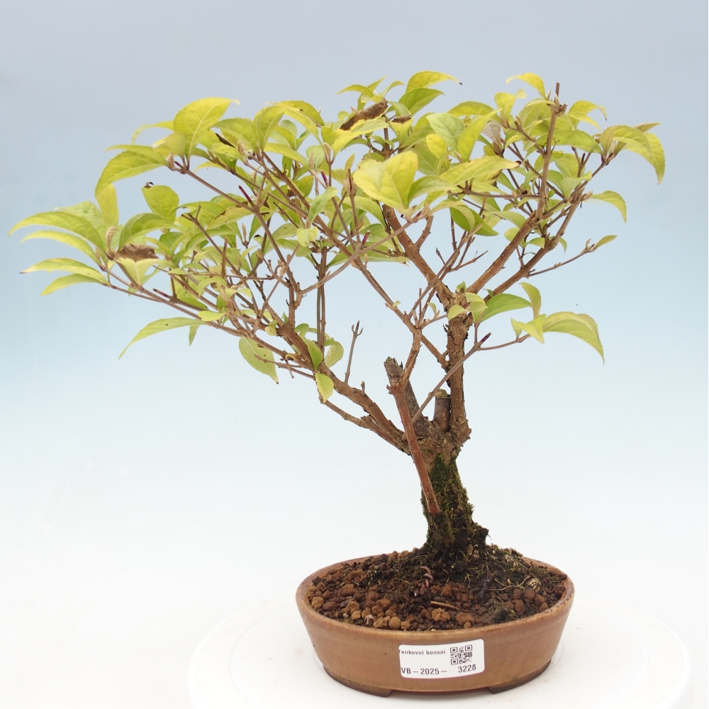 Bonsai voor buiten - Callicarpa japonica