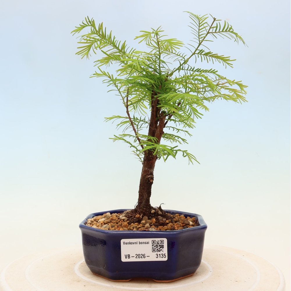 Bonsai voor buiten - Metasequoia glyptostroboides - Chinese Metasequoia