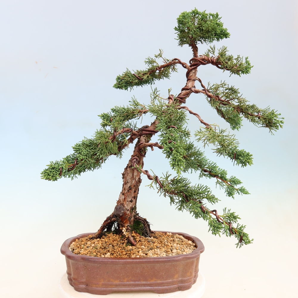 Bonsai voor buiten - Juniperus chinensis Kishu