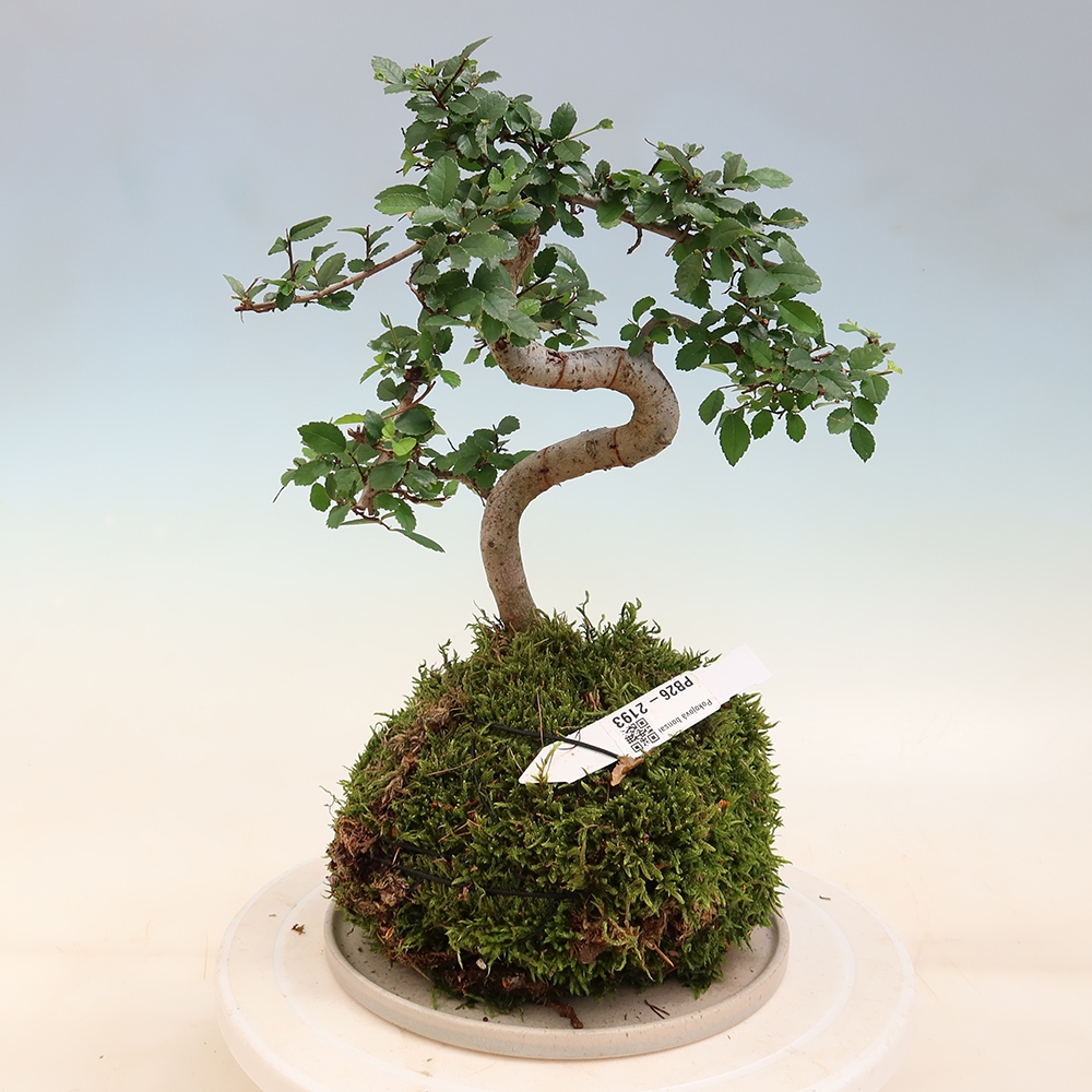 Kokedama met schaal – Ulmus parvifolia – kleinbladige iep