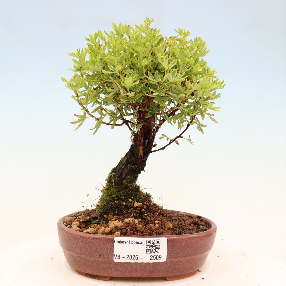 Bonsai voor buiten - Potentila fruticosa