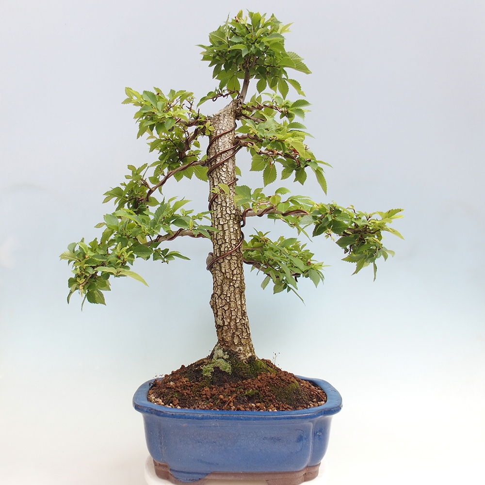 Bonsai voor buiten - Zelkova - Zelkova NIRE