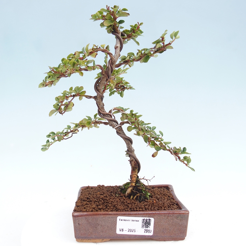 Bonsai voor buiten - Cotoneaster horizontalis - Rocky Mountain