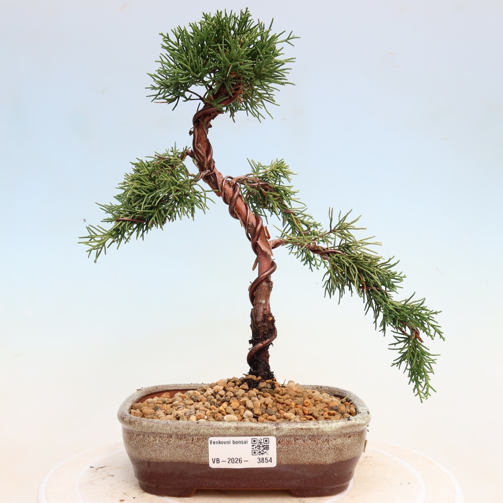 Bonsai voor buiten - Juniperus chinensis Kishu