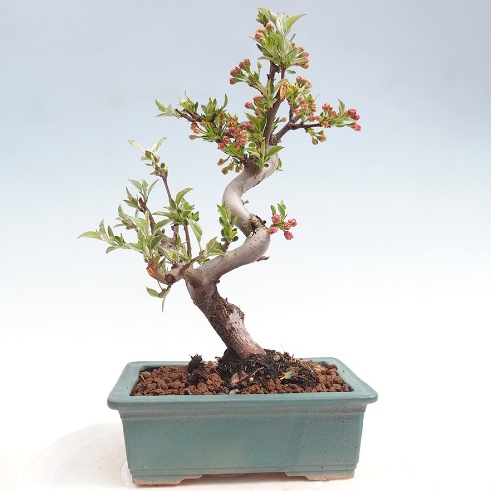 Bonsai voor buiten - Malus sargentii - Appelboom met kleine vruchten