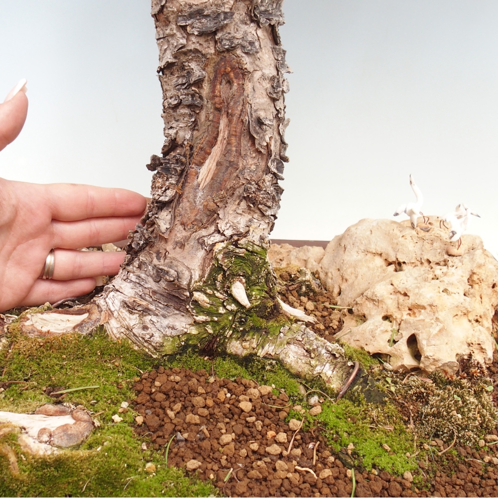 Bonsai voor buiten -Larix decidua - Lariks