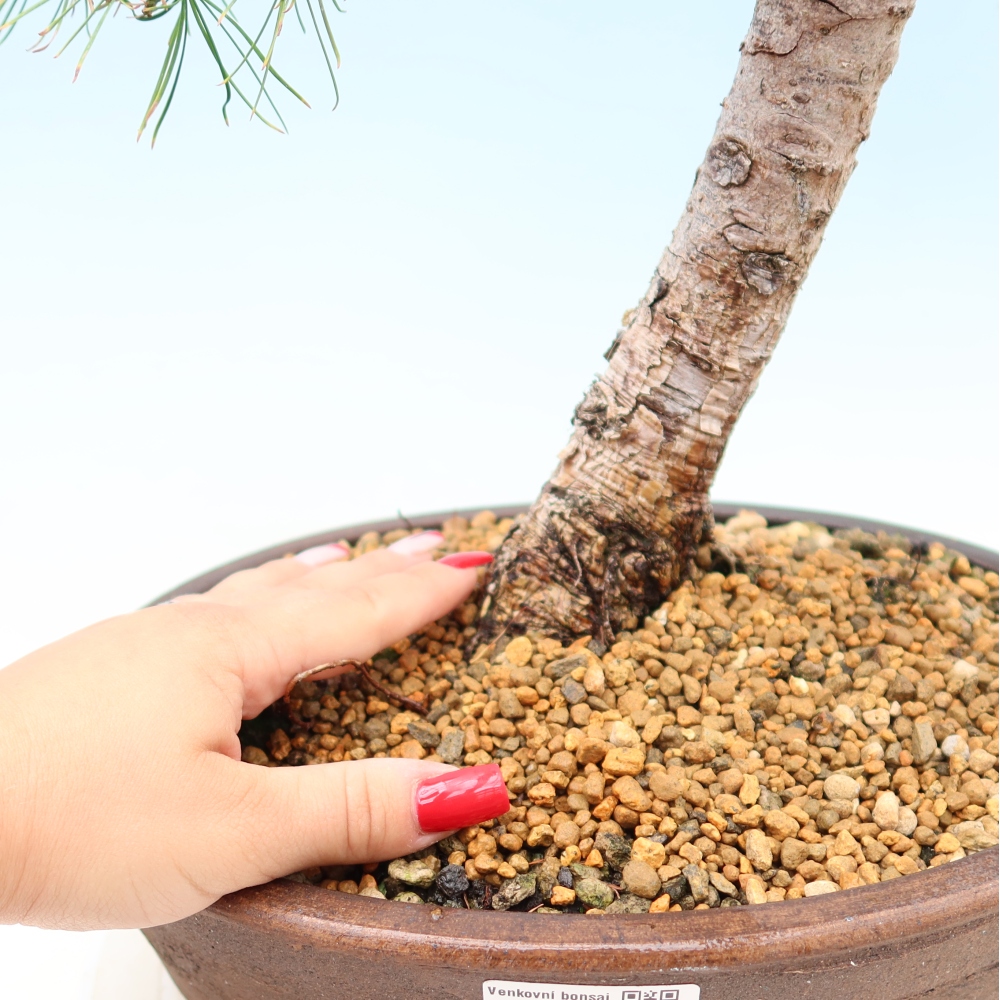 Bonsai voor buiten -Larix decidua - Lariks