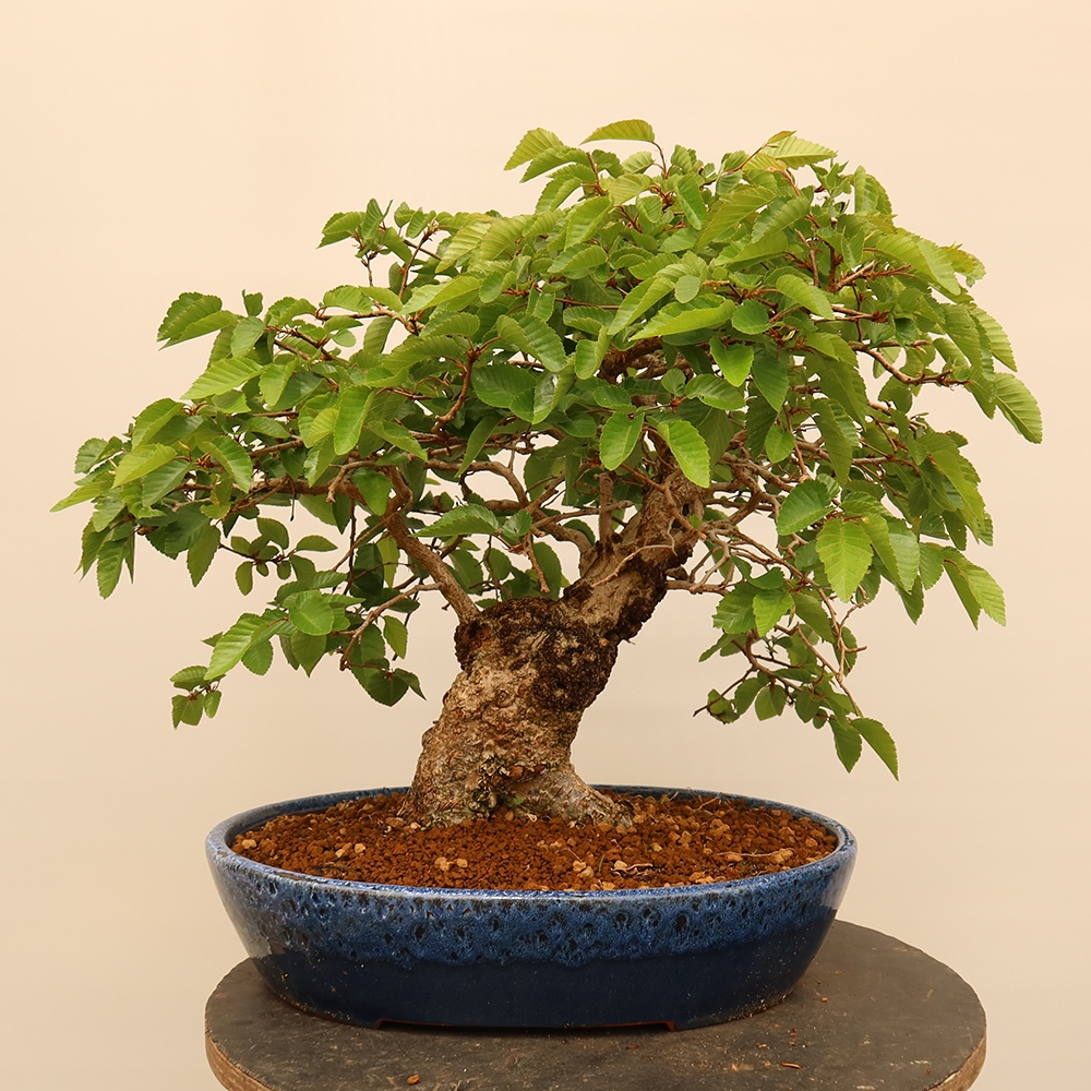 Bonsai voor buiten -Carpinus Coreana - Koreaanse haagbeuk