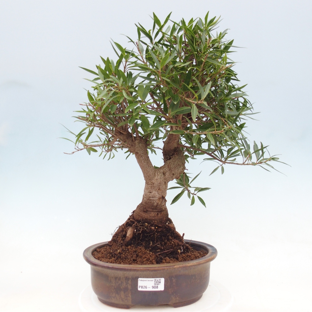 Kamerbonsai - Ficus nerifolia - kleinbladige ficus