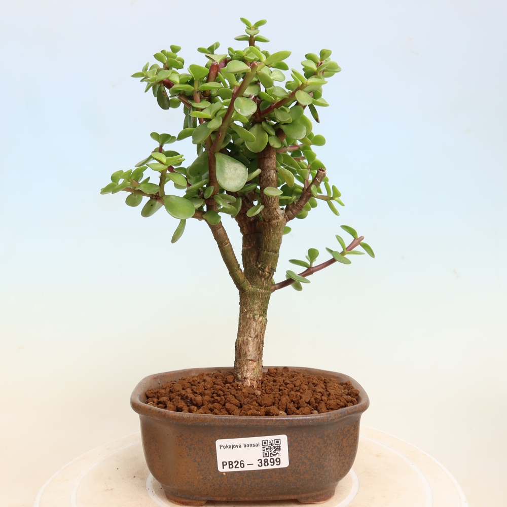 Kamerbonsai - Portulakaria Afra - Tlustice