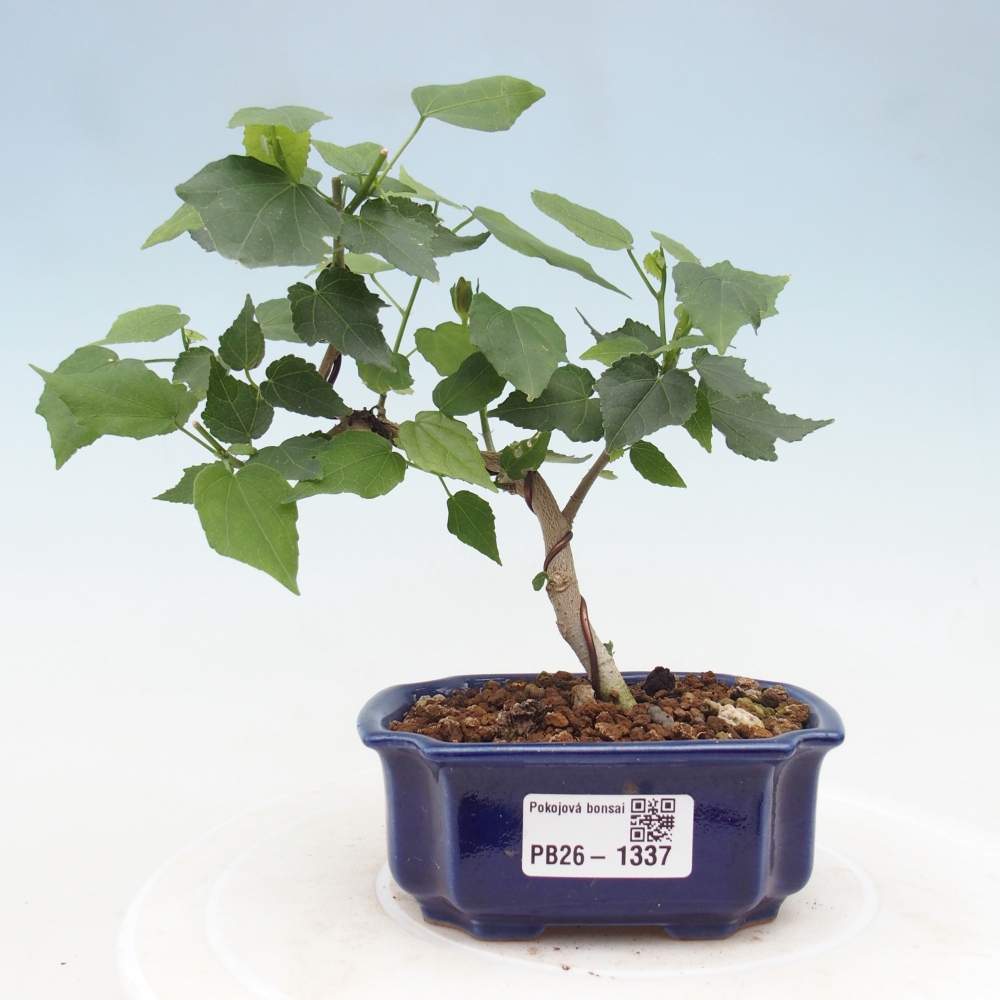 Bonsai voor binnen - Malvaviscus arboreus