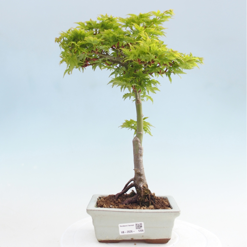 Bonsai voor buiten -Javor palm Acer palmatum Shishigashira