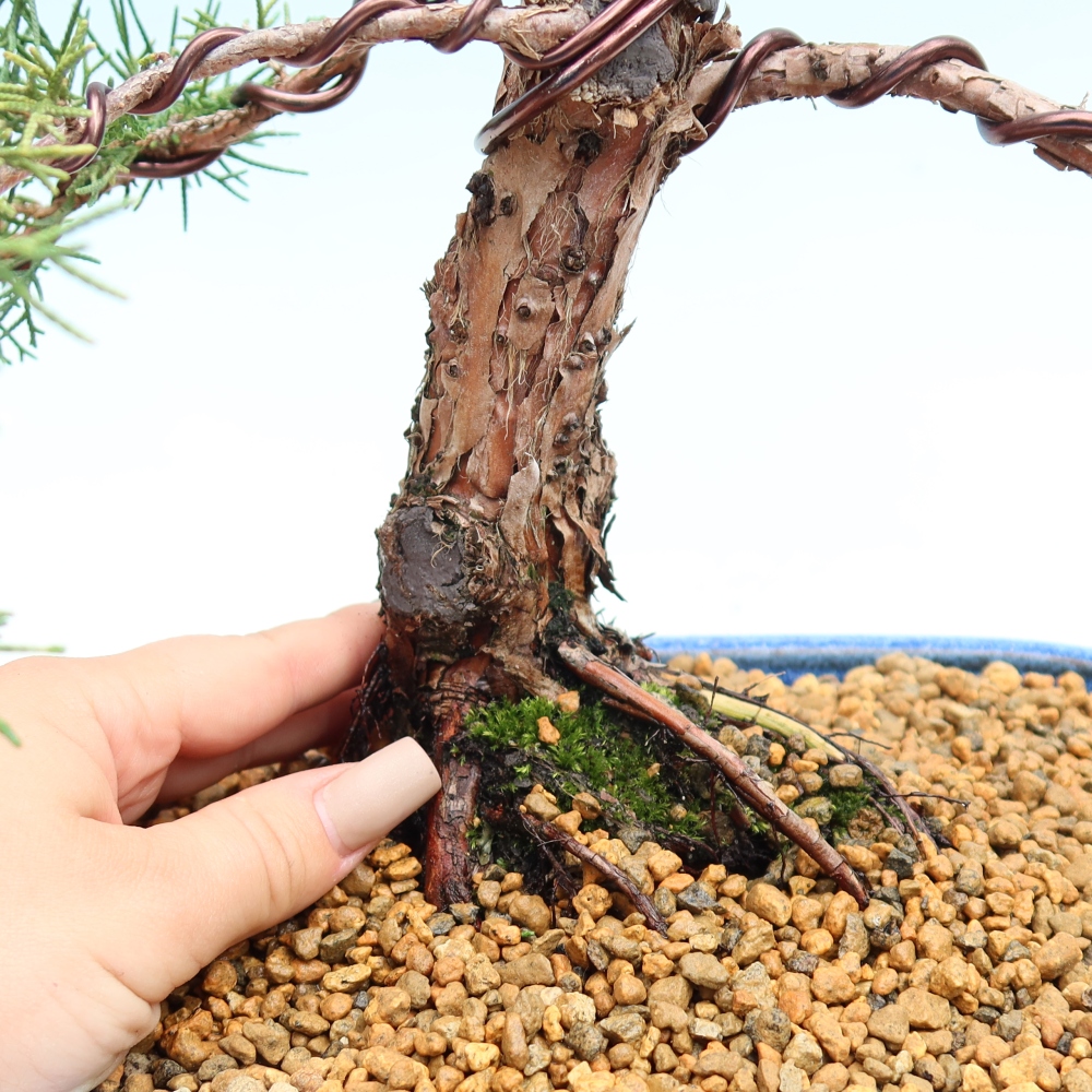 Bonsai voor buiten - Juniperus chinensis Kishu