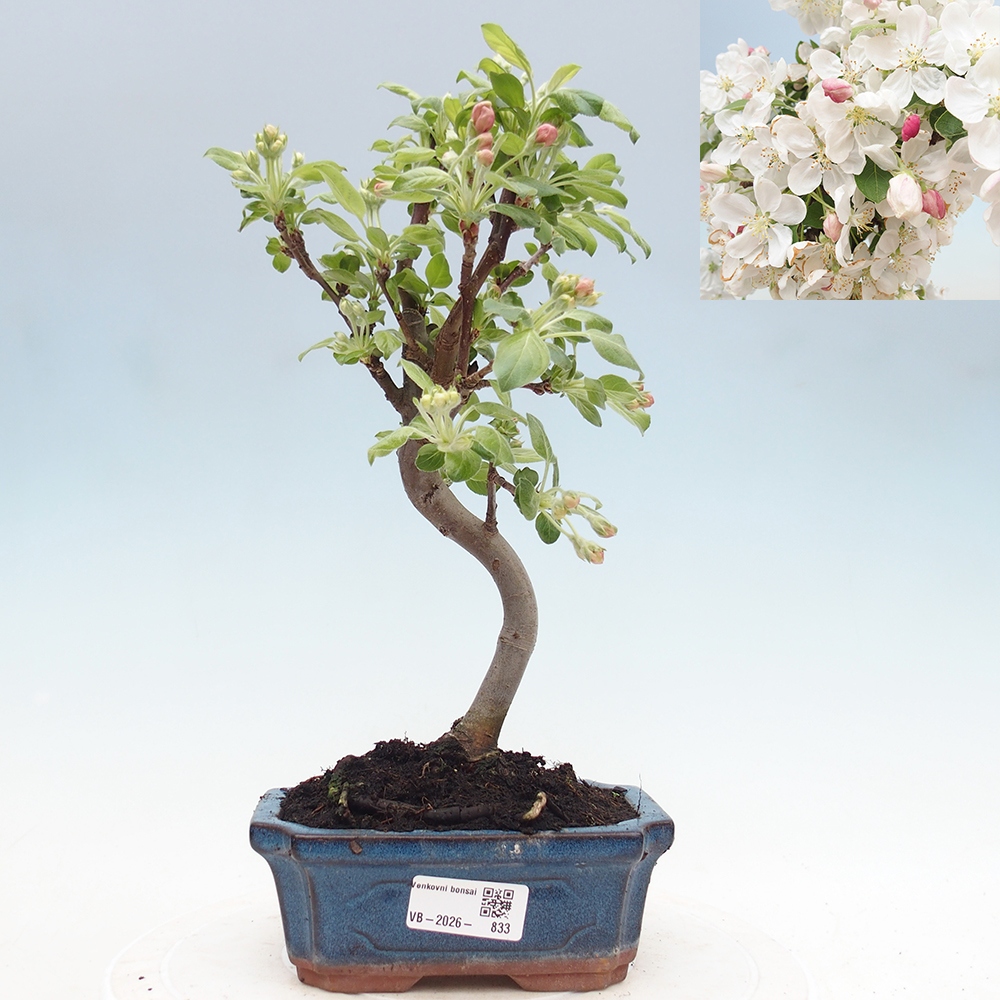Bonsai voor buiten -Malus halliana - Appelboom met kleine vruchten