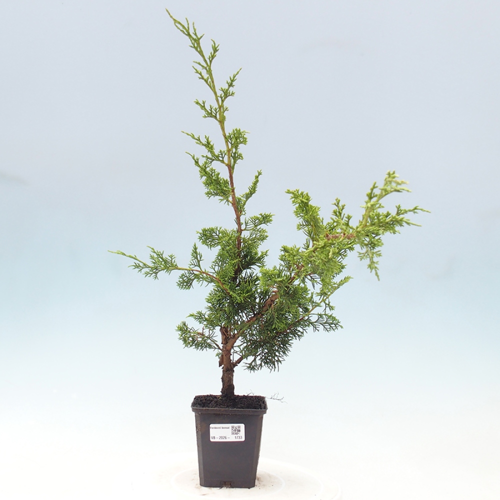 Bonsai voor buiten - Juniperus chinensis Itoigawa
