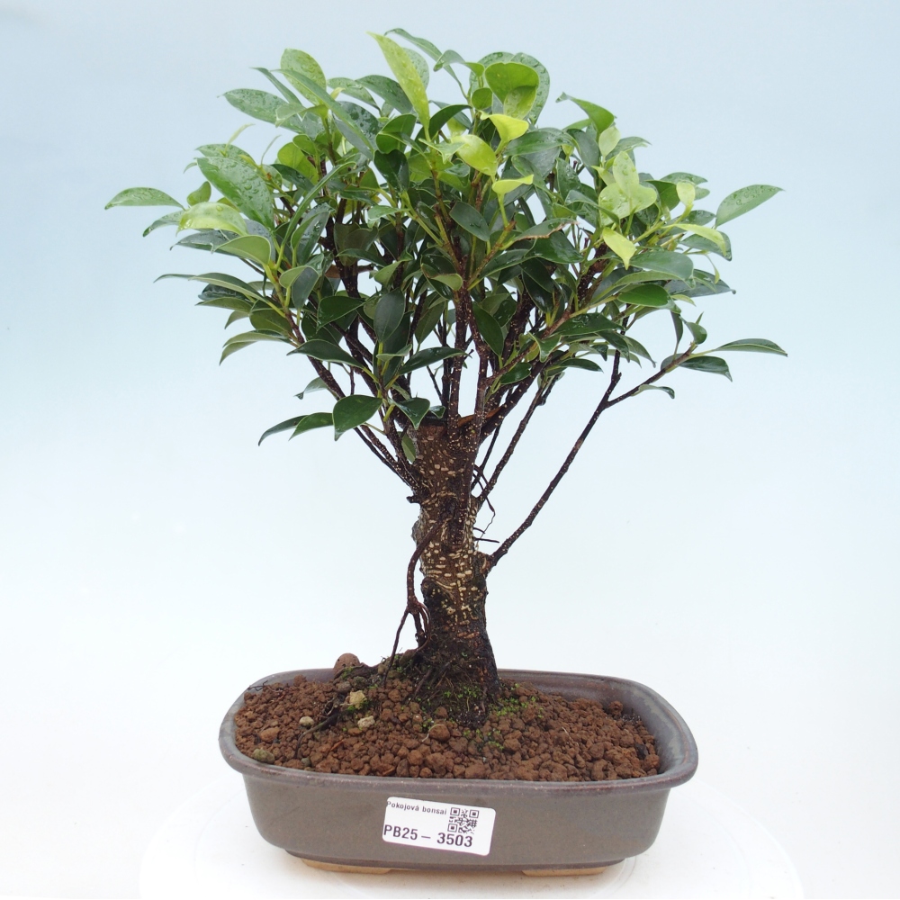 Kamerbonsai - Ficus retusa - kleinbladige ficus