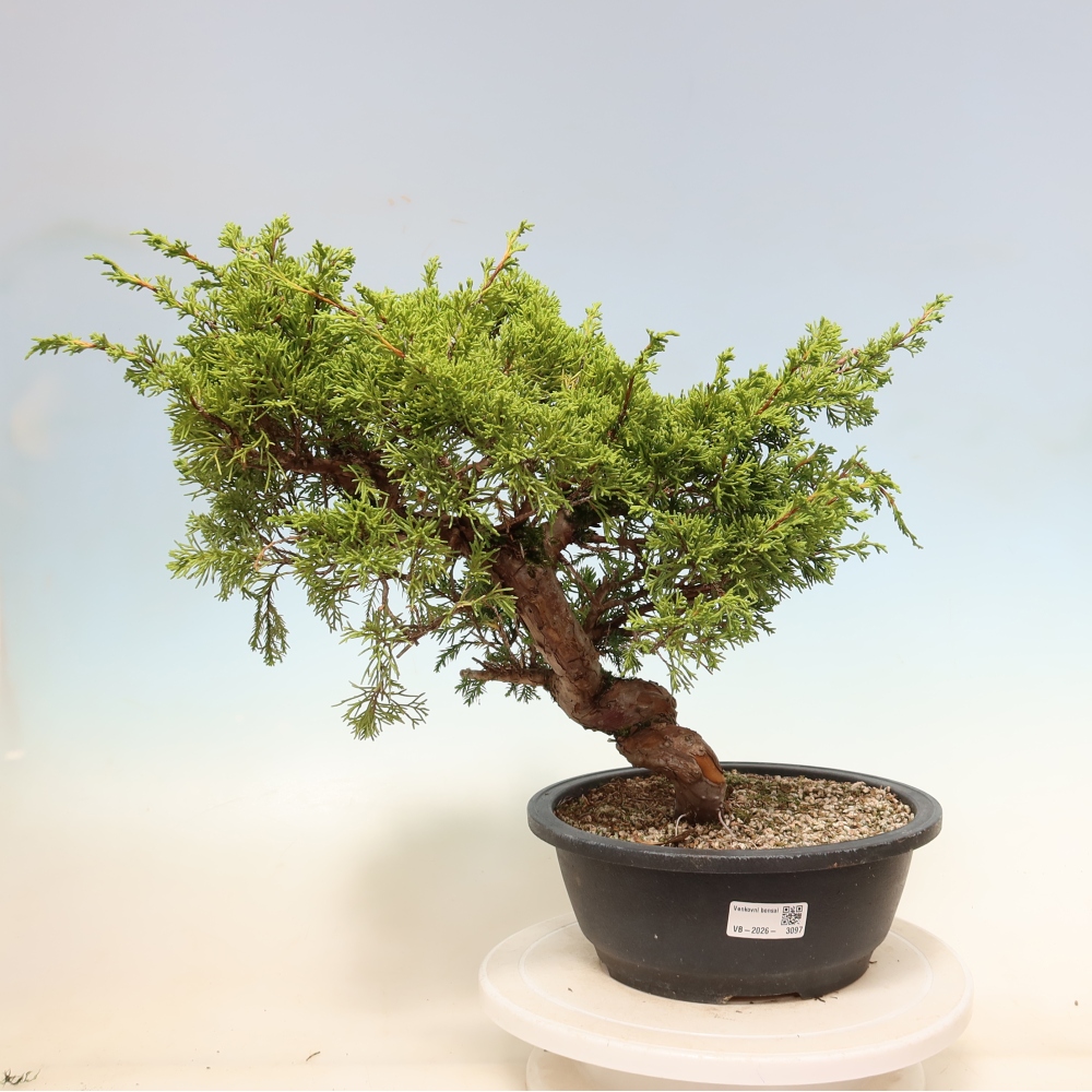 Bonsai voor buiten - Juniperus chinensis Itoigawa-Juniperus chinensis