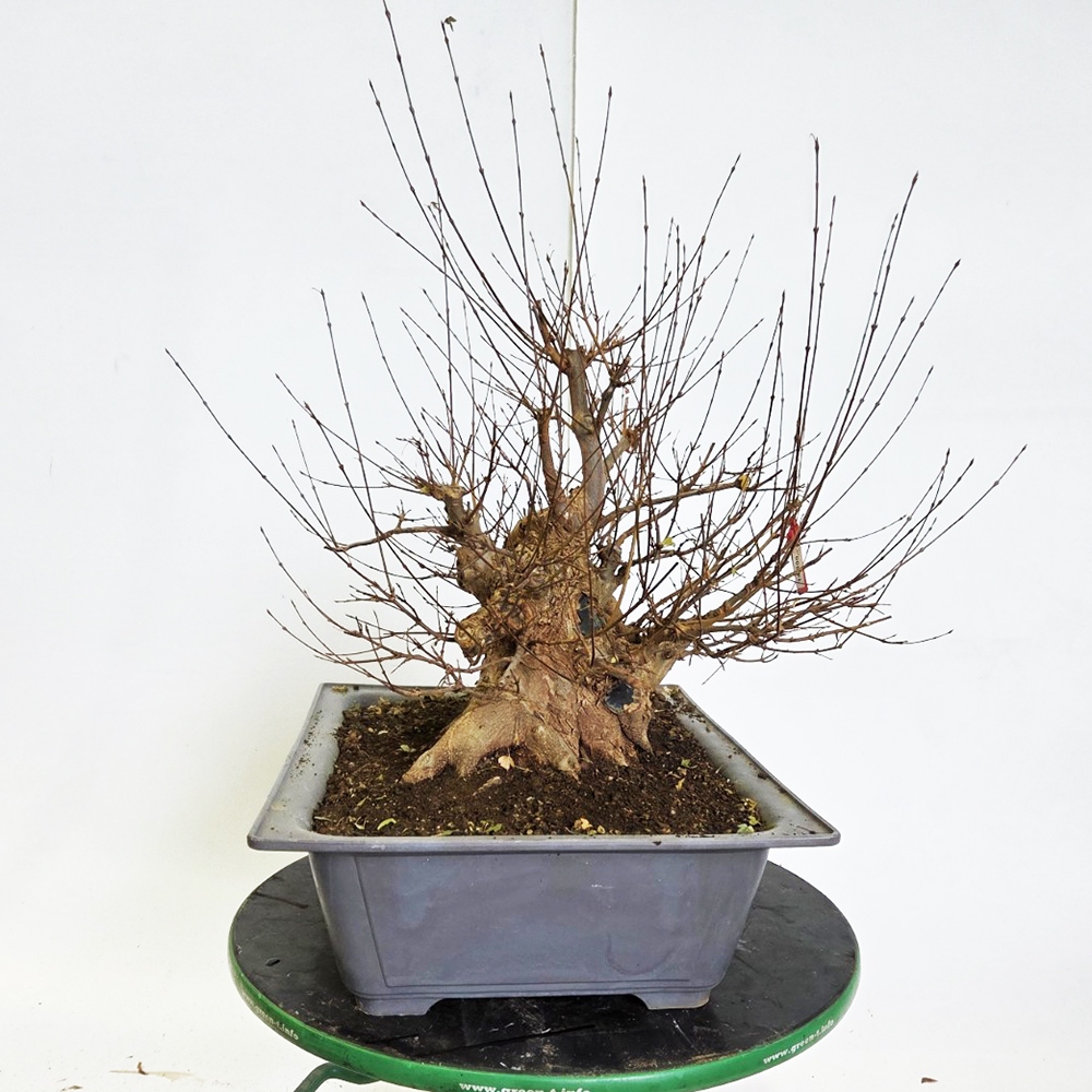 Bonsai esdoorn voor buiten - Acer Burgeriana