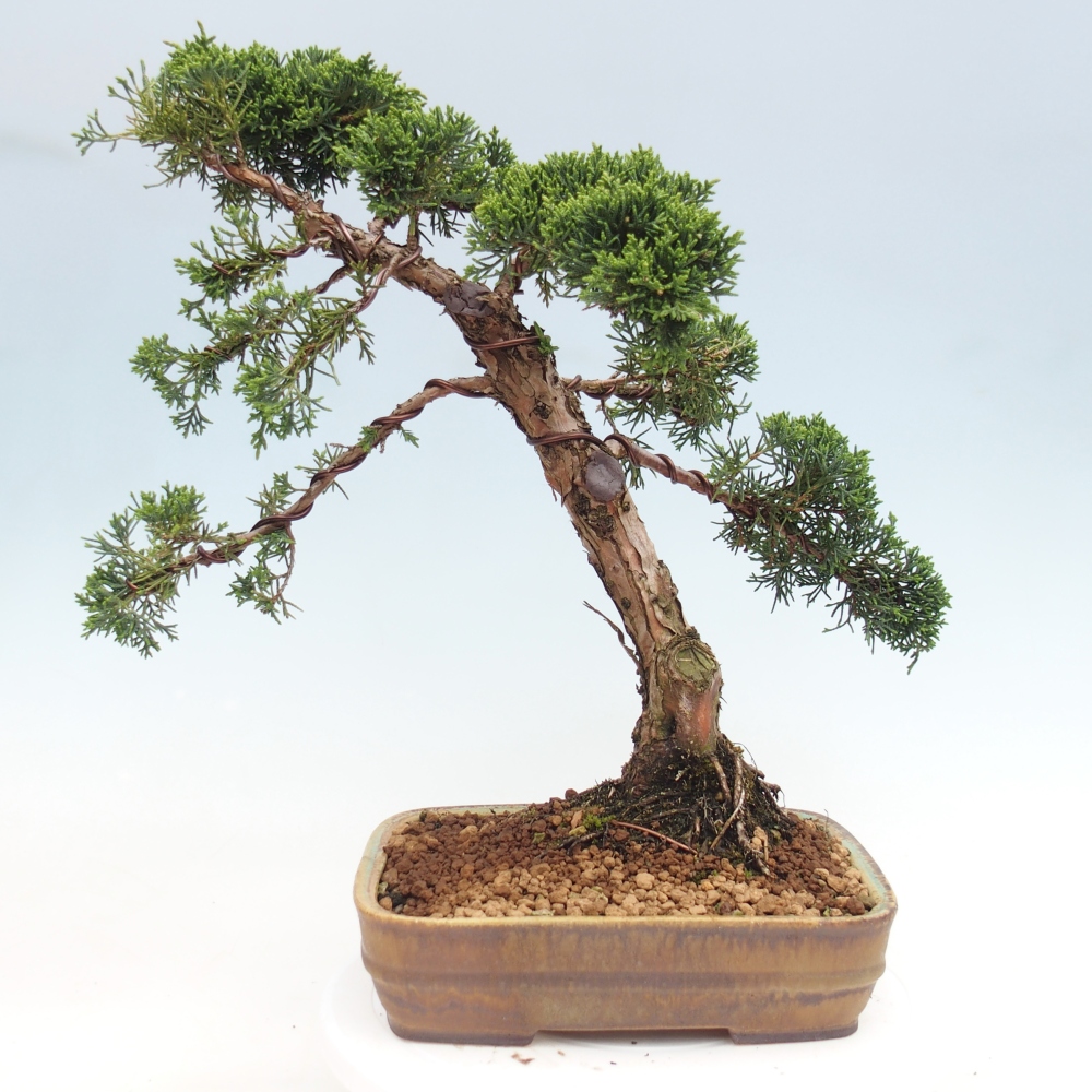 Bonsai voor buiten - Juniperus chinensis Kishu