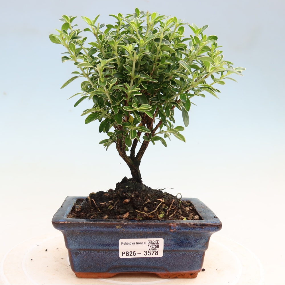 Kamerbonsai - Serissa foetida Variegata - Boom van duizend sterren