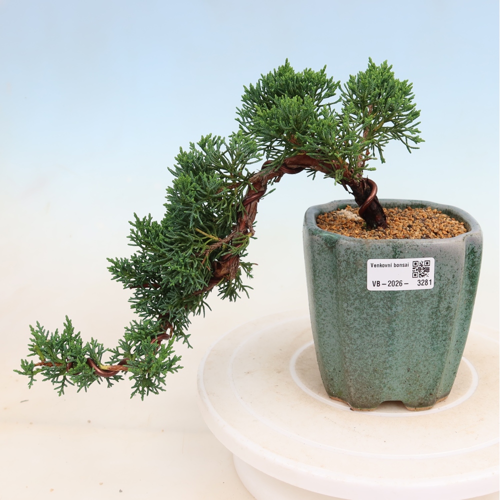 Bonsai voor buiten - Juniperus chinensis Kishu