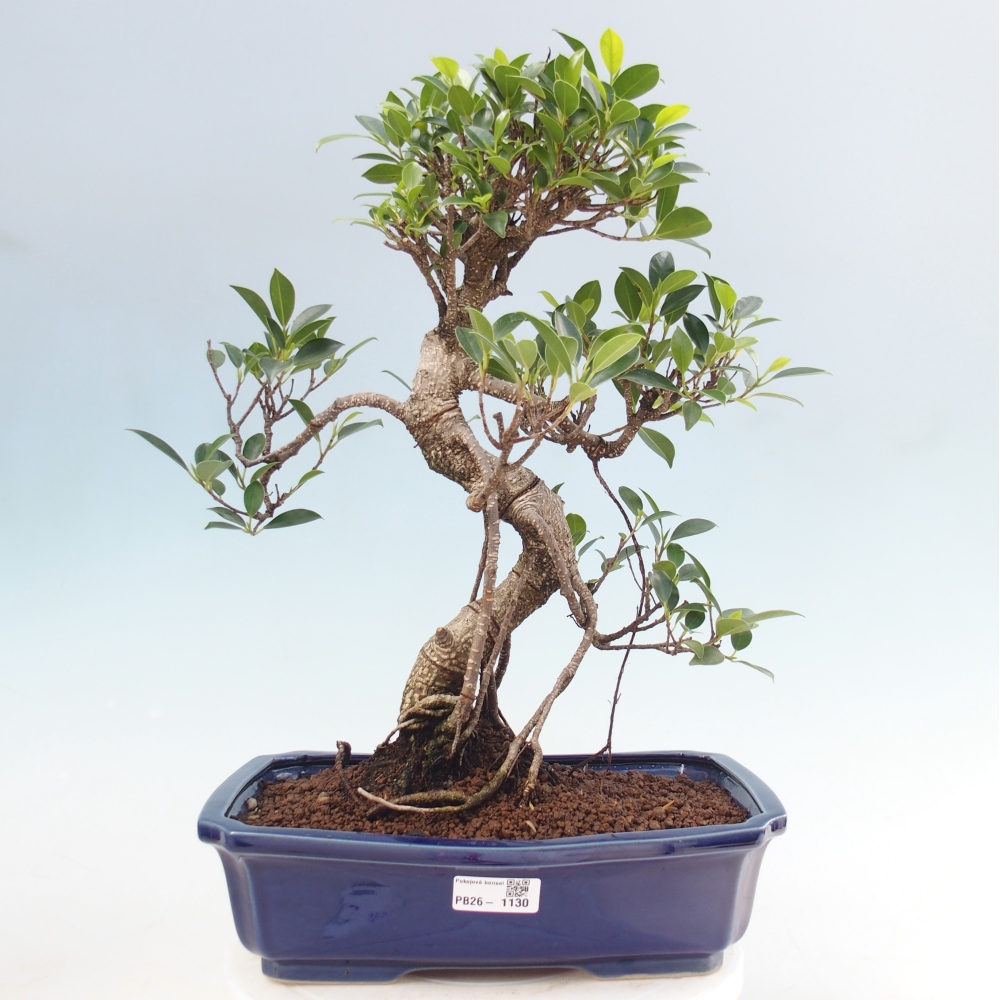 Kamerbonsai - Ficus kimmen - kleinbladige ficus