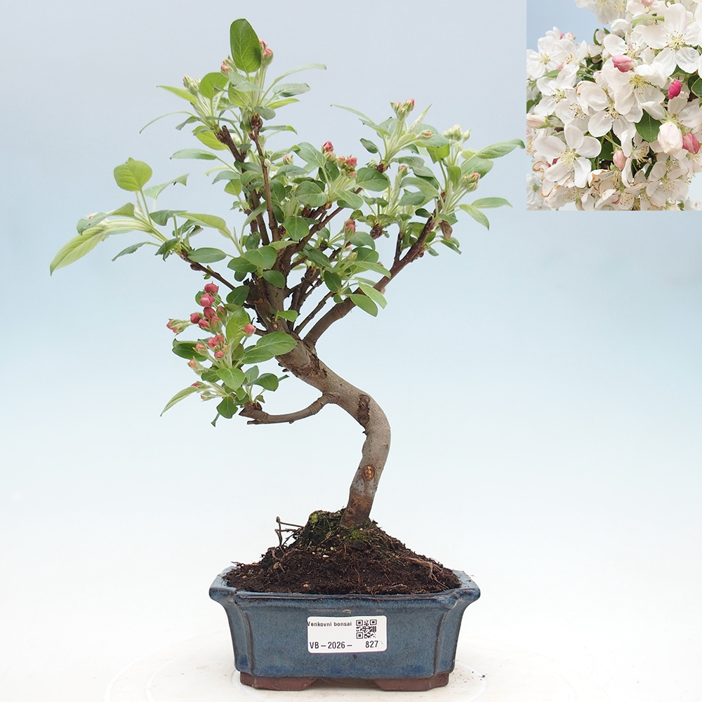 Bonsai voor buiten -Malus halliana - Appelboom met kleine vruchten