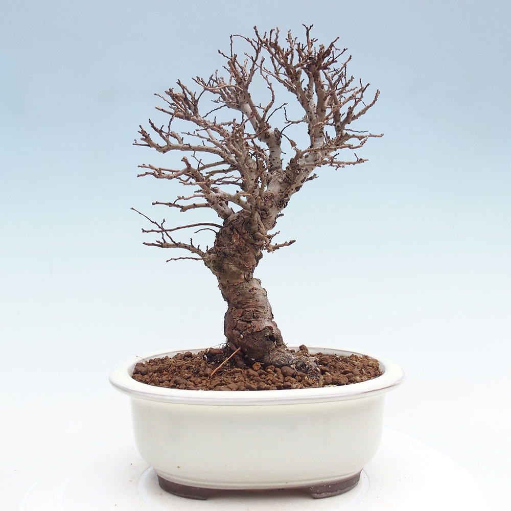 Bonsai voor buiten - Zelkova - Zelkova NIRE