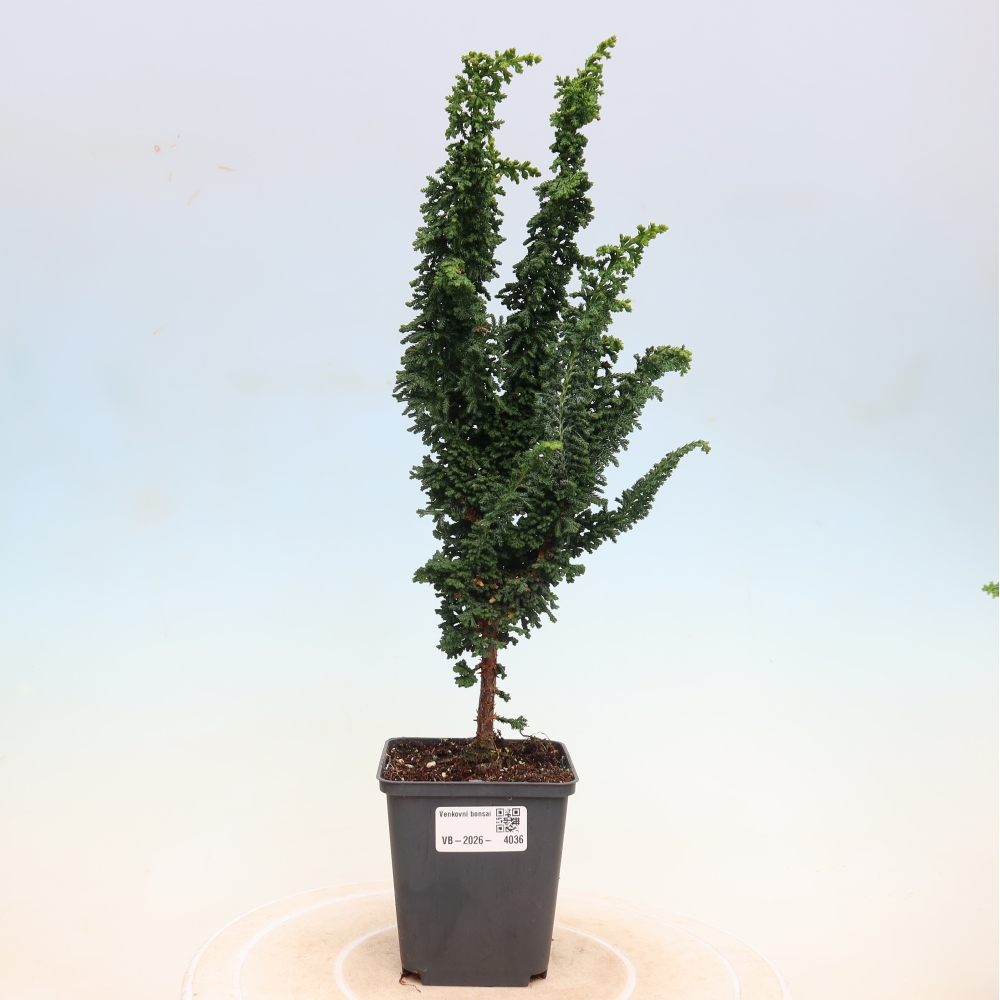Bonsai voor buiten - Cham. obtusa SEKKA HINOKI - Cipres