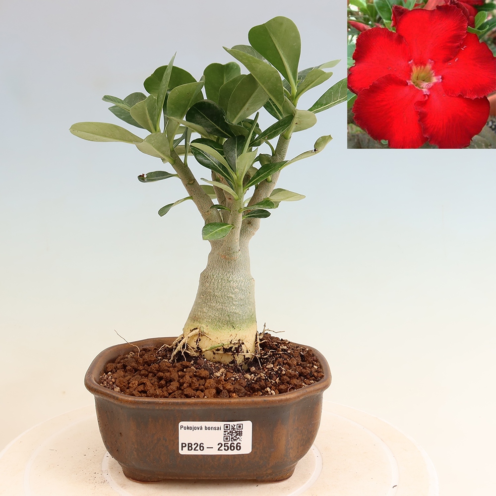 Kamerbonsai - Adenium obesum Red Star - Woestijnroos