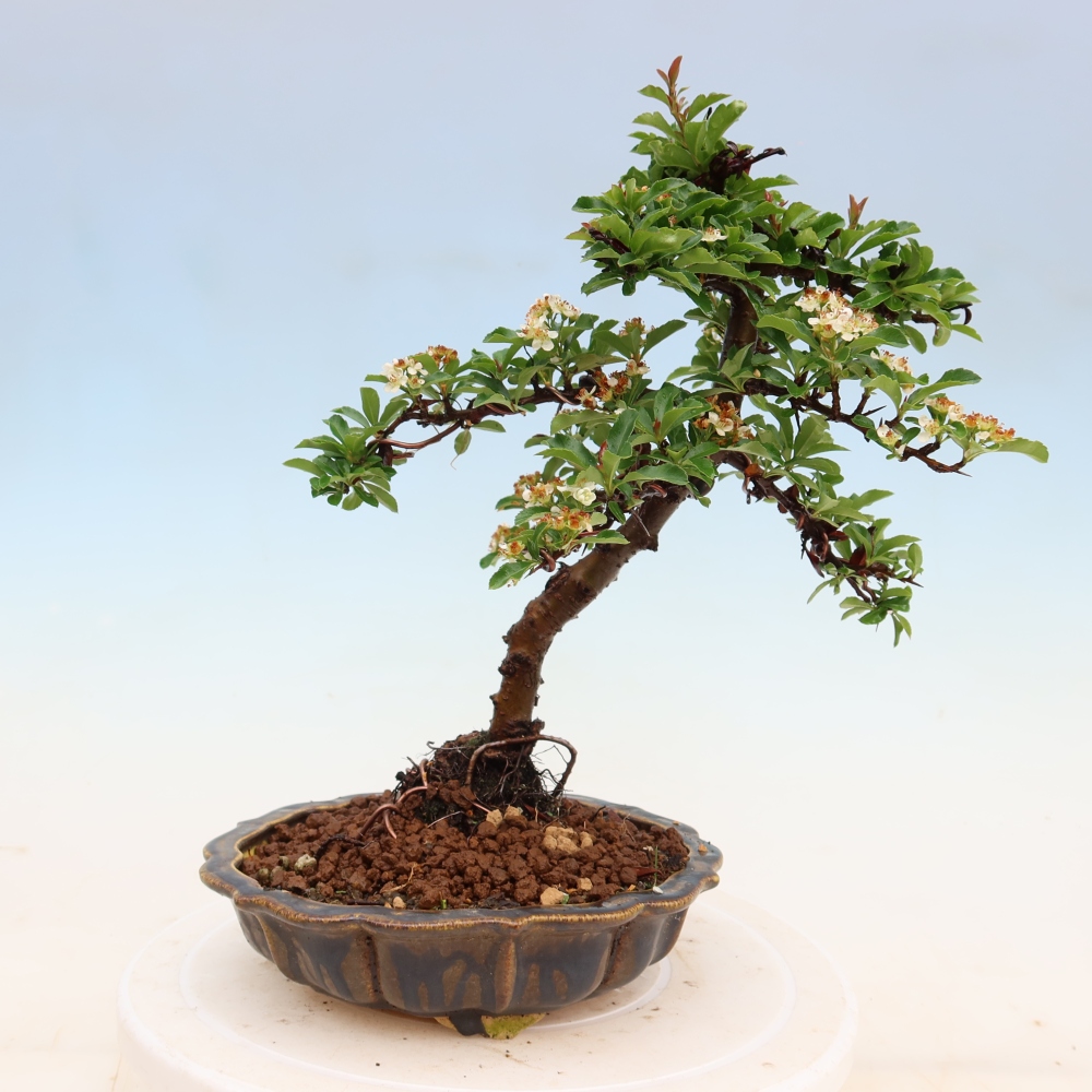 Buitenbonsai - Pyracantha teton - Vuurdoorn