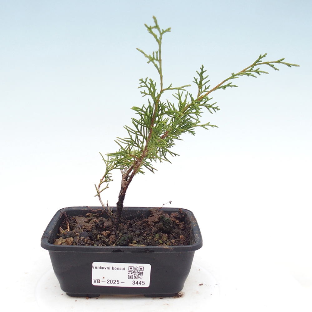 Bonsai voor buiten - Juniperus chinensis Itoigawa